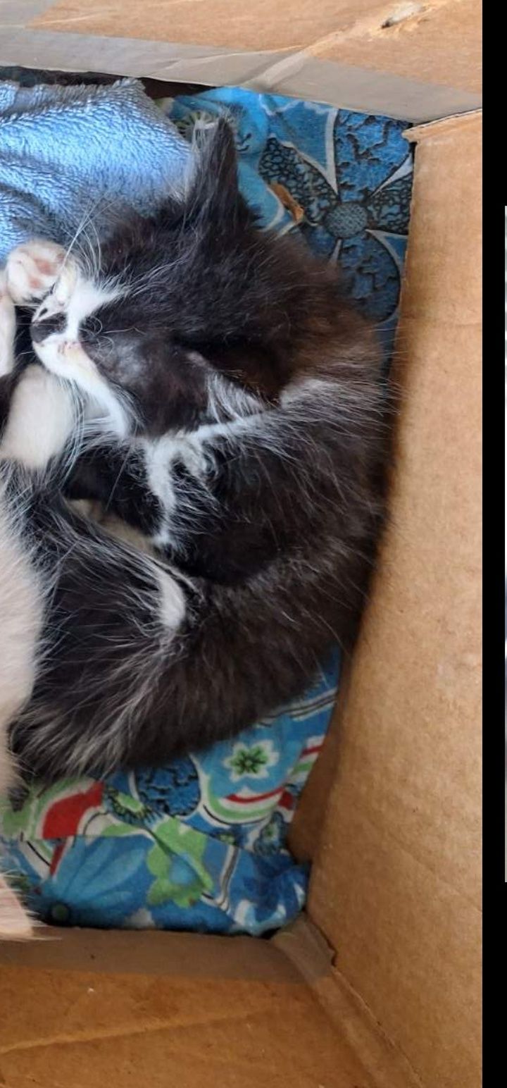 СРОЧНО отдам котята даром. Кот бесплатно. Котенок. Котик.