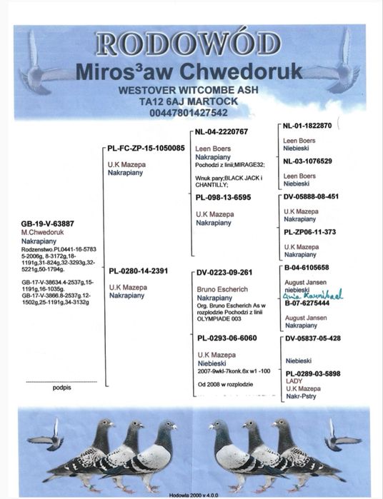 Gołębie pocztowe U.K. Mazepa