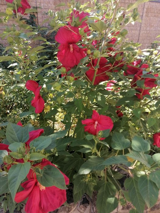 Гибискус многолетний  крупный цветок красный, белый