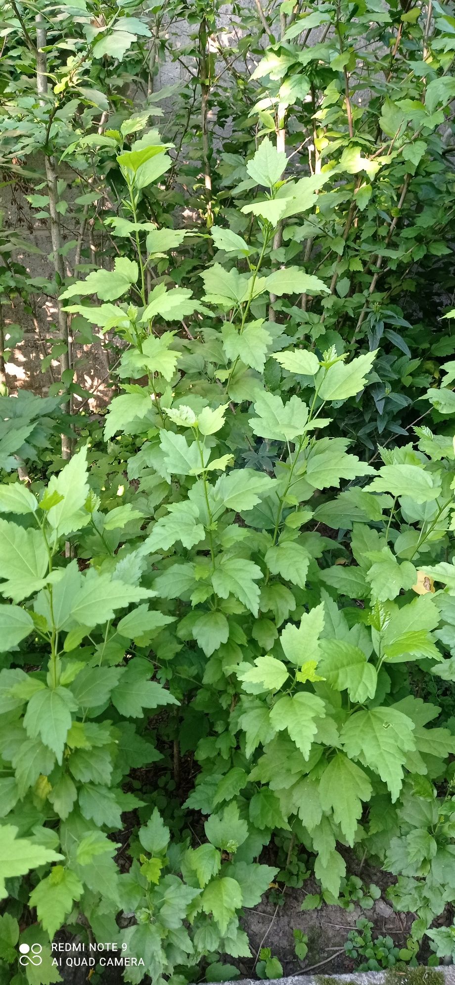 Hibiskus ketmia ogrodowa
