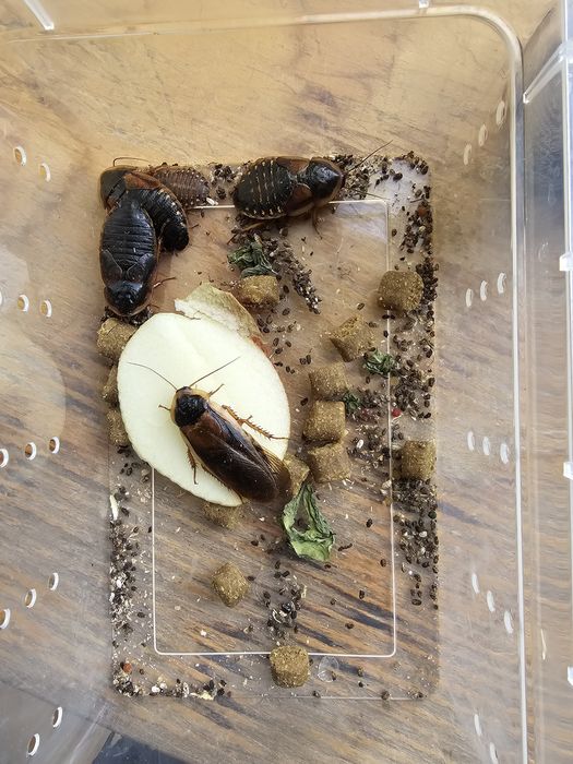 Akcesoria dla gadów terratium metahalogen