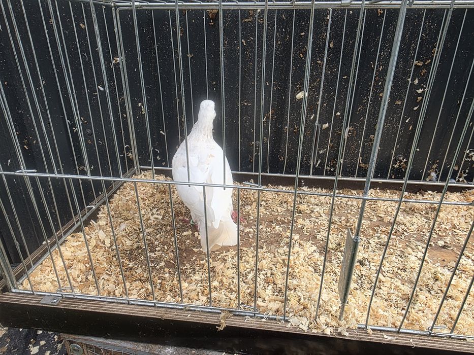 Samczyk perłowy masłowe sercowy