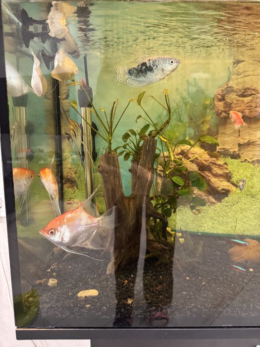 Акваріум з усім необхідним обладнанням