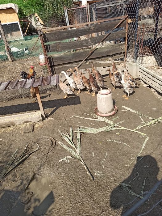 Kaczki biegusy indyjskie