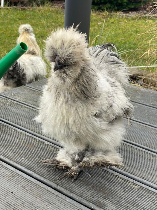 Koguciki Silki młode koguty  22 tygodnie