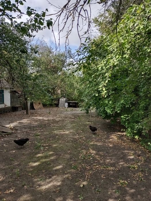 Продам будинок в с. Любівка