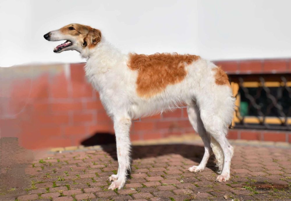 Borzoi Chart rosyjski