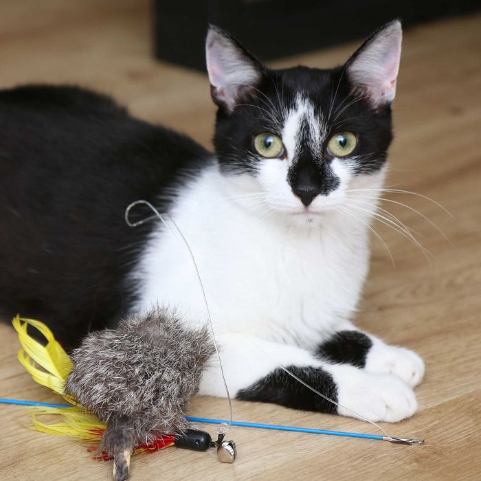 Stefan szuka domu! Fundacja "Stawiamy na Łapy"