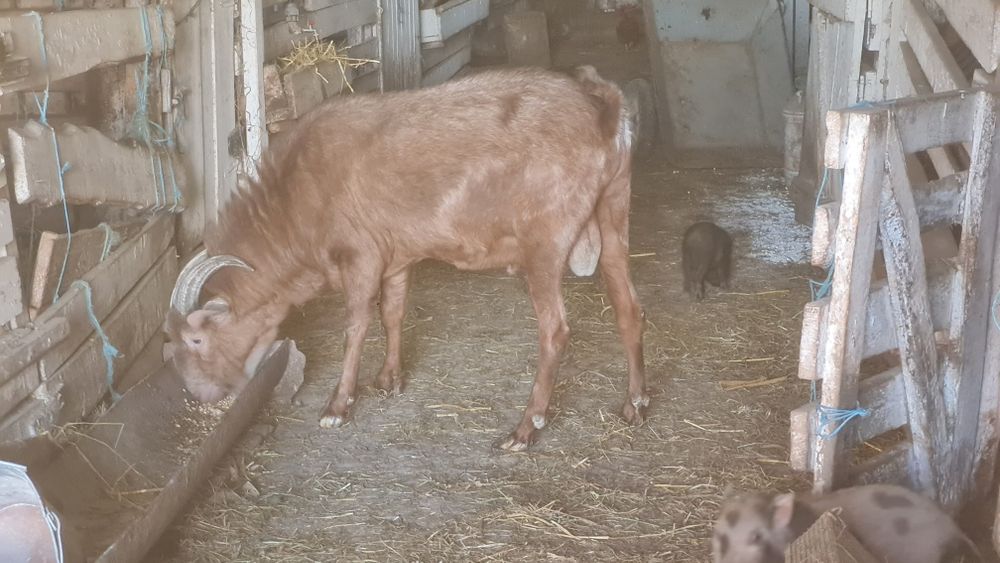 Продаються кози.