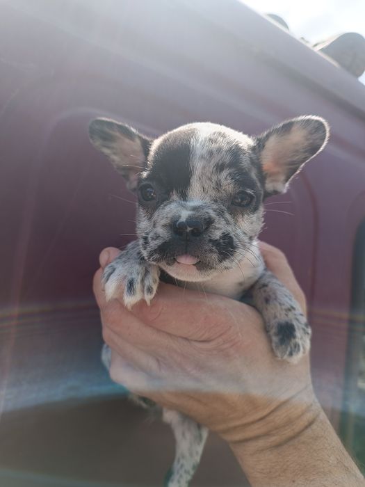 Французький бульдожка хлопці та дівки доставимо