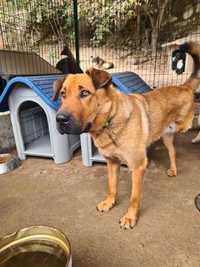 a BEATRIZ é uma cachorrinha xXARPEI está para ADOÇÃO!