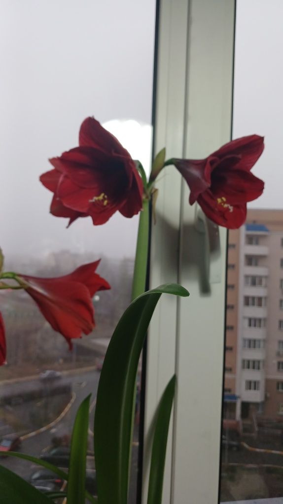 Гіпеаструм, амараліс,кімнатні рослини