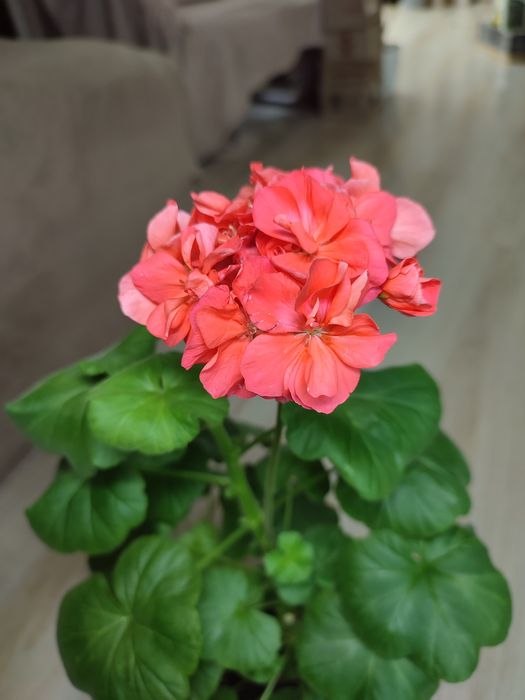 Пеларгонія, герань коралового кольору