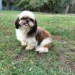 Shih-tzu dorosła suczka Oddam w dobre ręce.