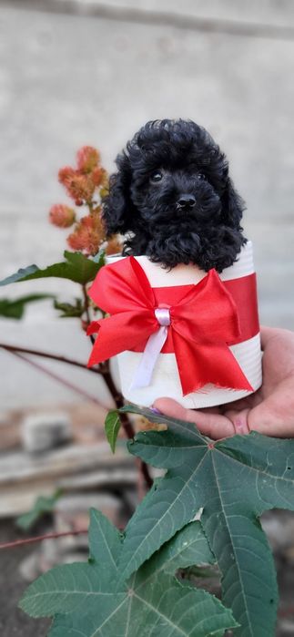 Продаются щенки Той Пудель