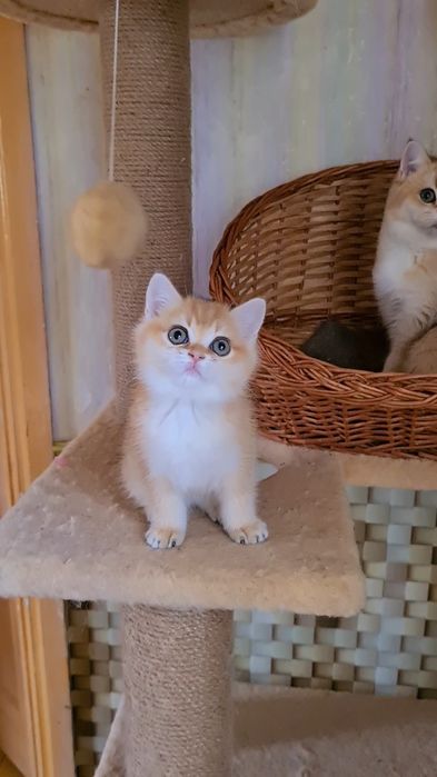 Класнючая Девочка золотая шиншилла