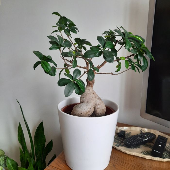 Fikus ficus bonsai roślina doniczkowa domowa