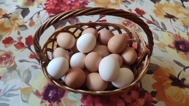 Duże jajka ekologiczne, jajka od kur zielononóżek, wolny wybieg