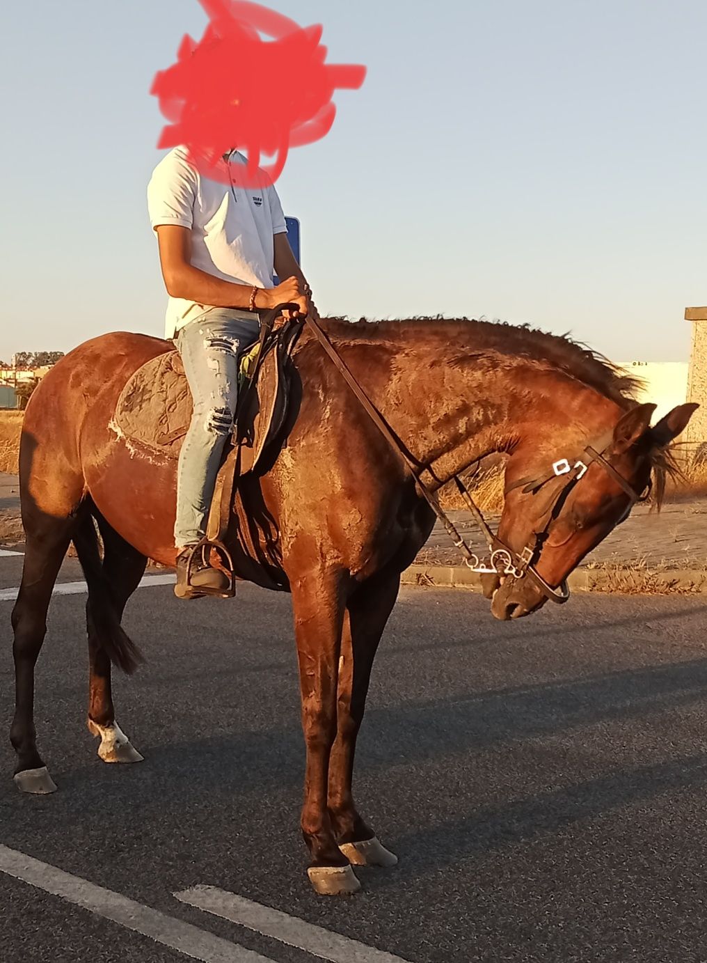 Vendo ou troco cavalo preto e égua castanha