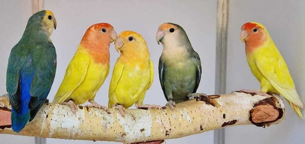 Nierozłączka czerwonoczelna nierozłączki czerwonoczelne papuga papugi