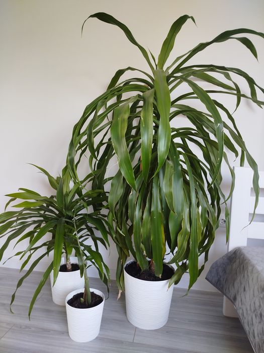 Вазон великий ЮКА