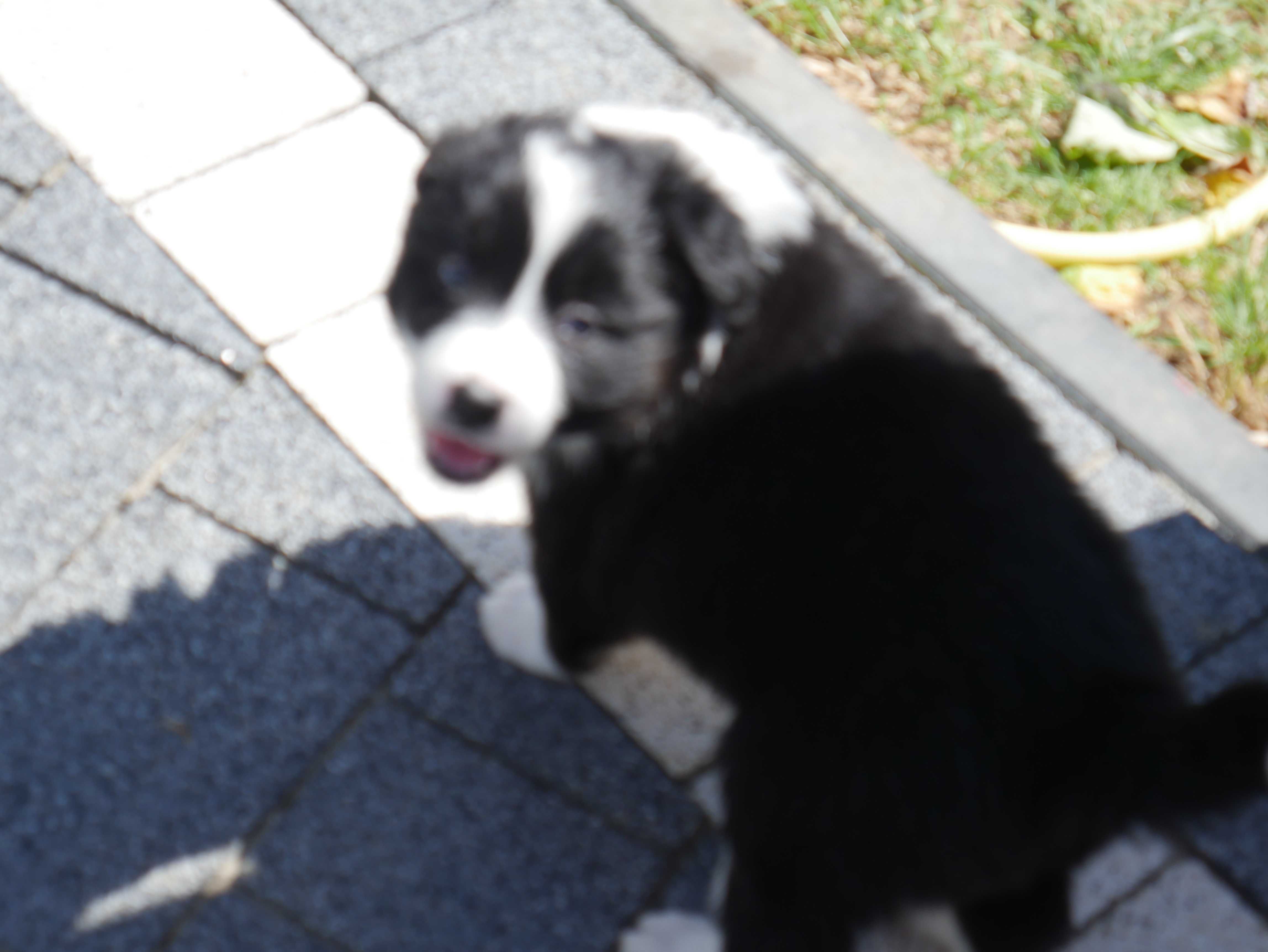 Border Collie chłopak
