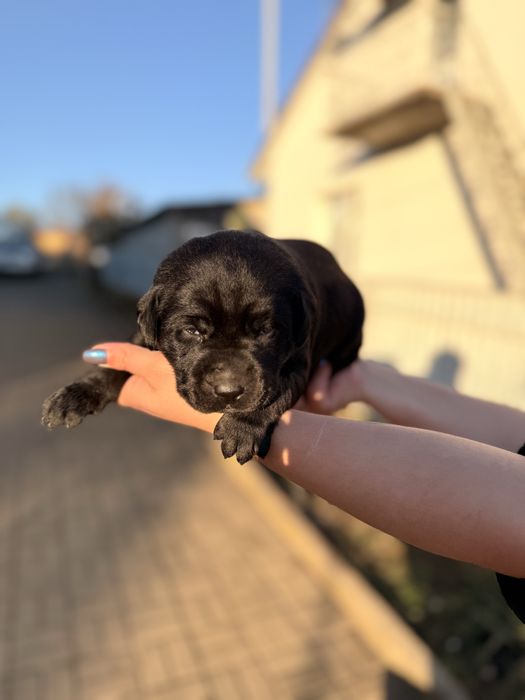 Цуценята лабрадора