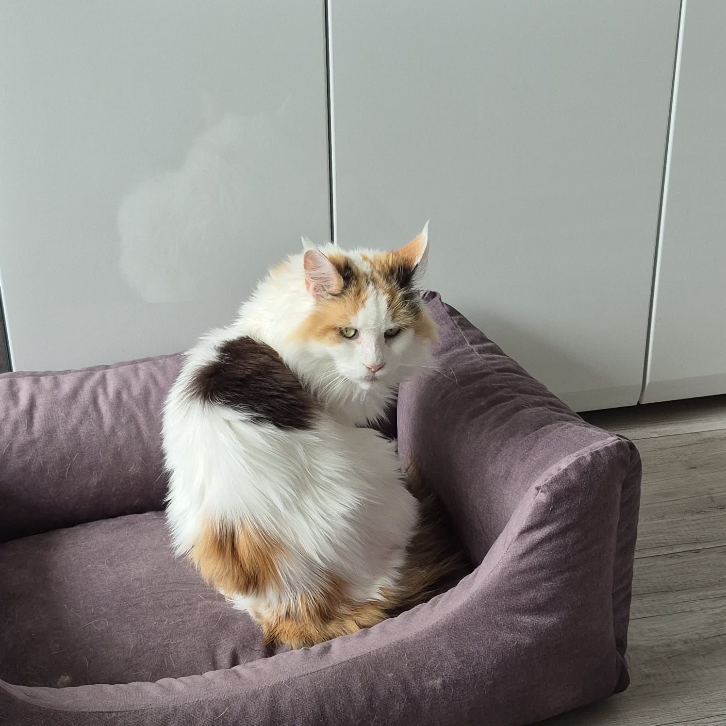 Kotka Maine coon