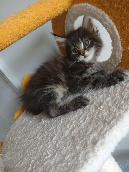 Maine coon kocurek