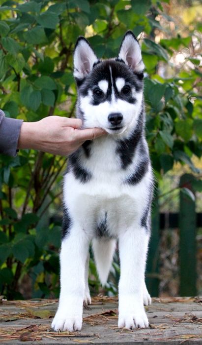 Siberian Husky FCI ZKwP