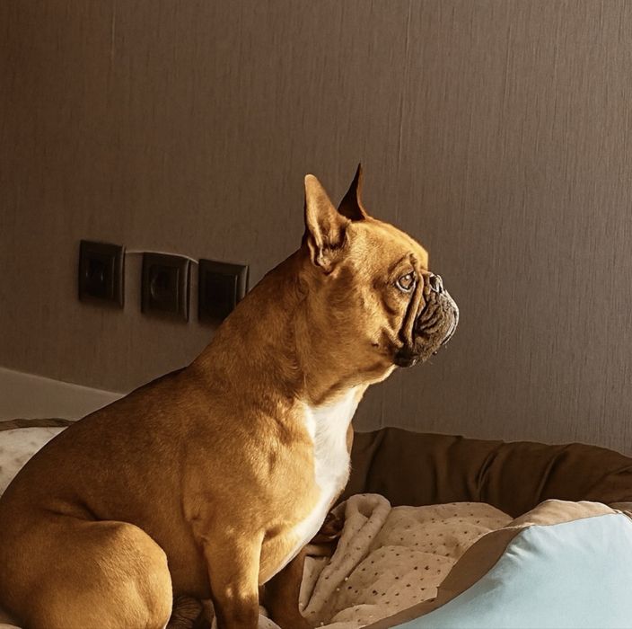 Adopçao Bulldogue Frances