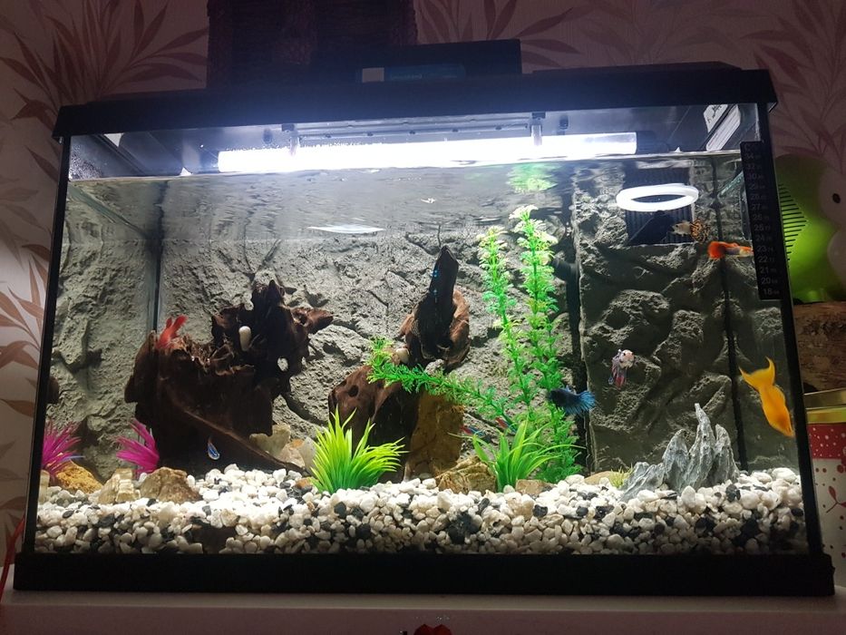 Akwarium  Juwel 60l z wyposażeniem