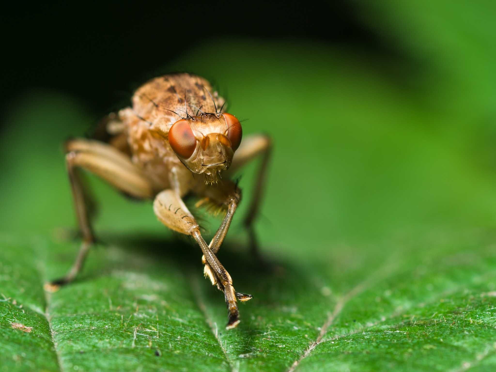 SMC Pentax-FA 100mm F2.8 Macro