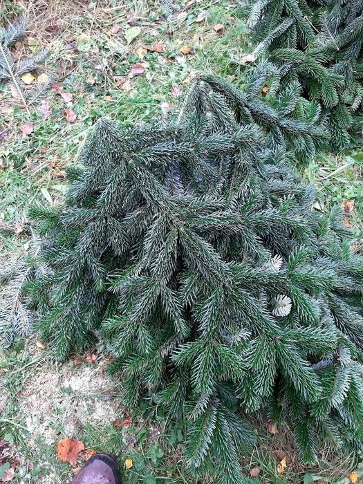 Gałęzie Jodła kaukaska nobilis