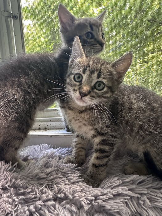 Кошенята малі тигрики котята хлопчик і дівчинка