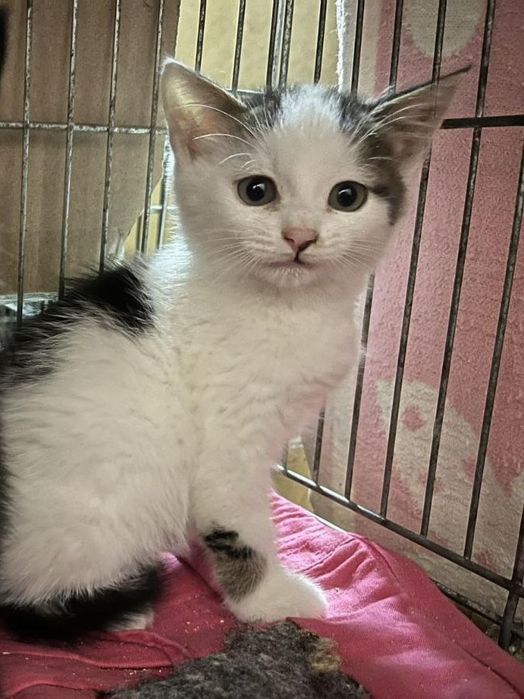 Котик(2 місяців -Хлопчик)