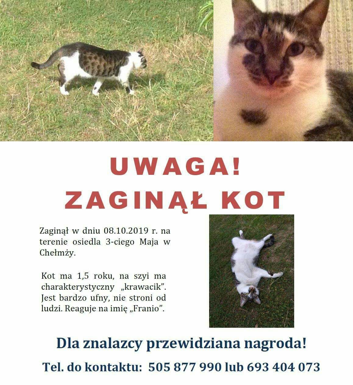 Chełmża, zaginął kot - NAGRODA 500 zł dla znalazcy
