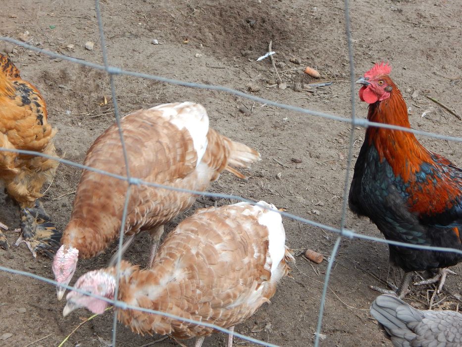 Indyki, kogut Brahma Olbrzymia