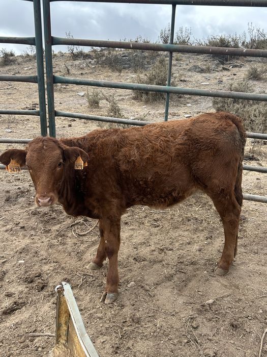 Lote 5 bezerras em modo producao biologico