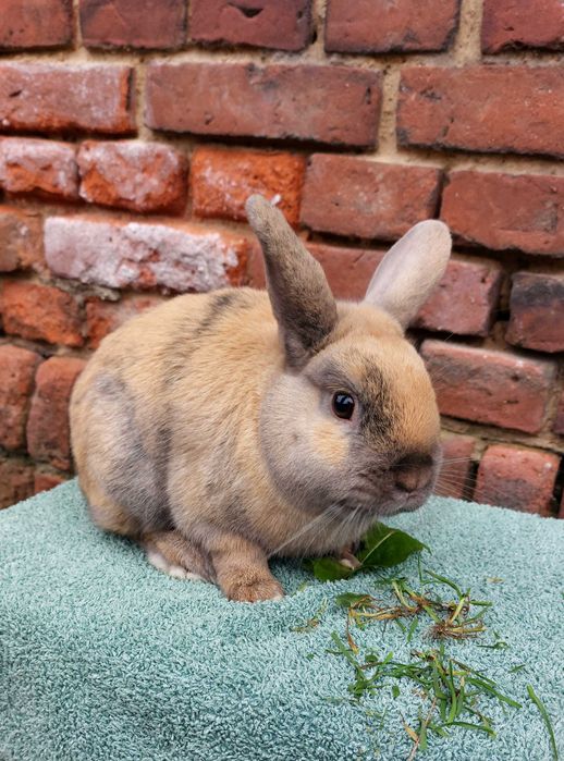 Krolik samczyk samiec kolorowy gladki baranek