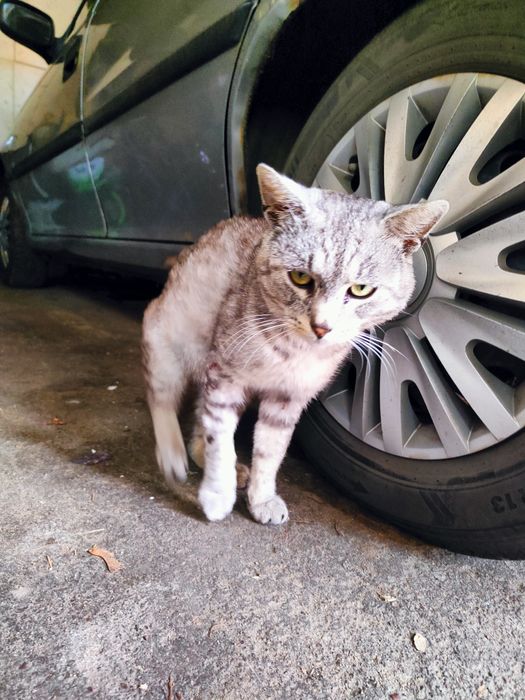 Szary kocurek do oddania