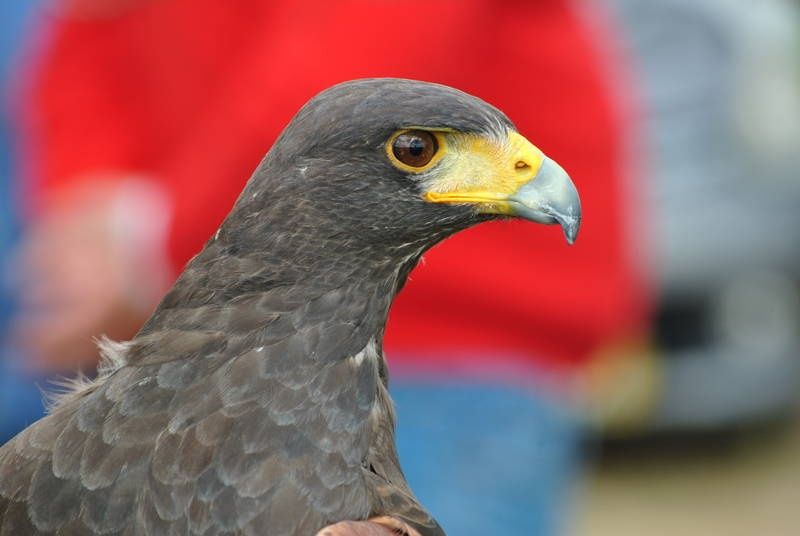 Falcoaria controlo pombos / gaivotas / etc