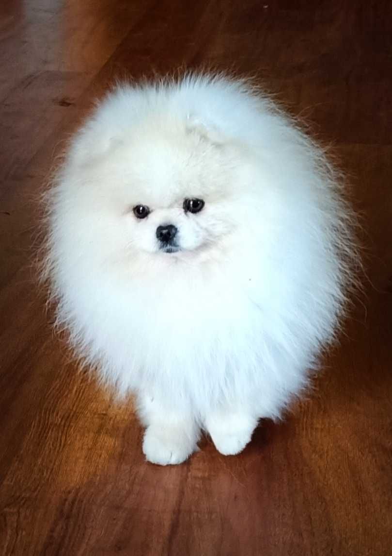 Urocza mały pomeranian