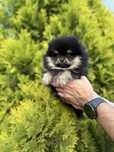 Szpic miniaturowy Pomeranian puchaty MIŚ black&tan