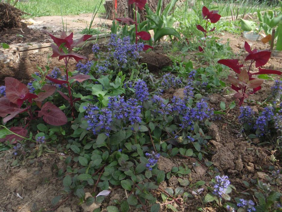 Почвопокровные Гвоздика, Молодило, Седумы, Дюшенея