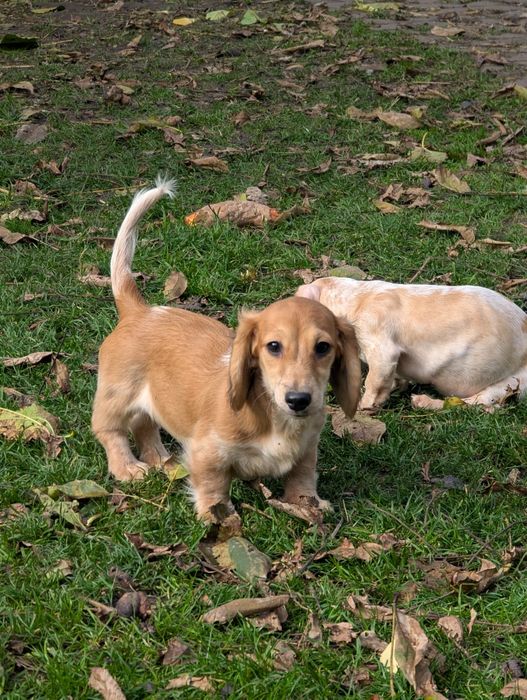 Дівчинка такса міні довгошерстна, Київ.