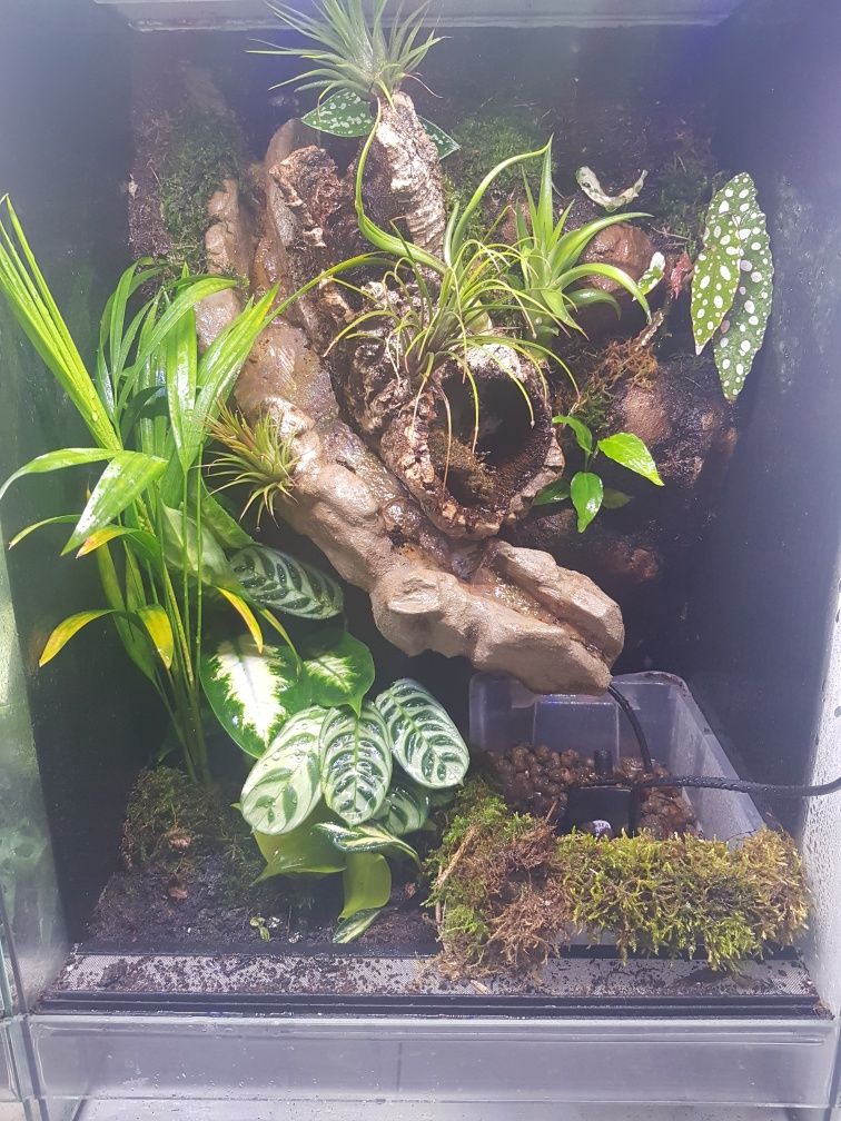 Terrarium 40x40x60 gekon