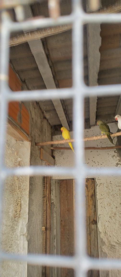 Vende-se Ringnecks