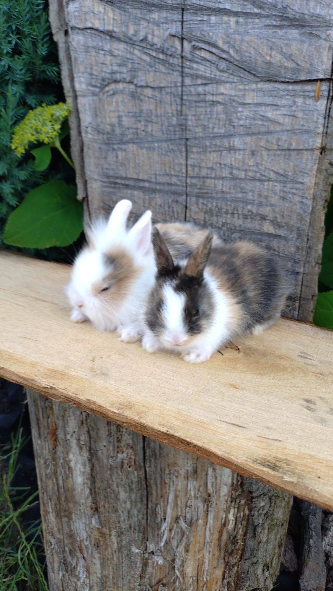 Królik miniaturka teddy mini lop lew