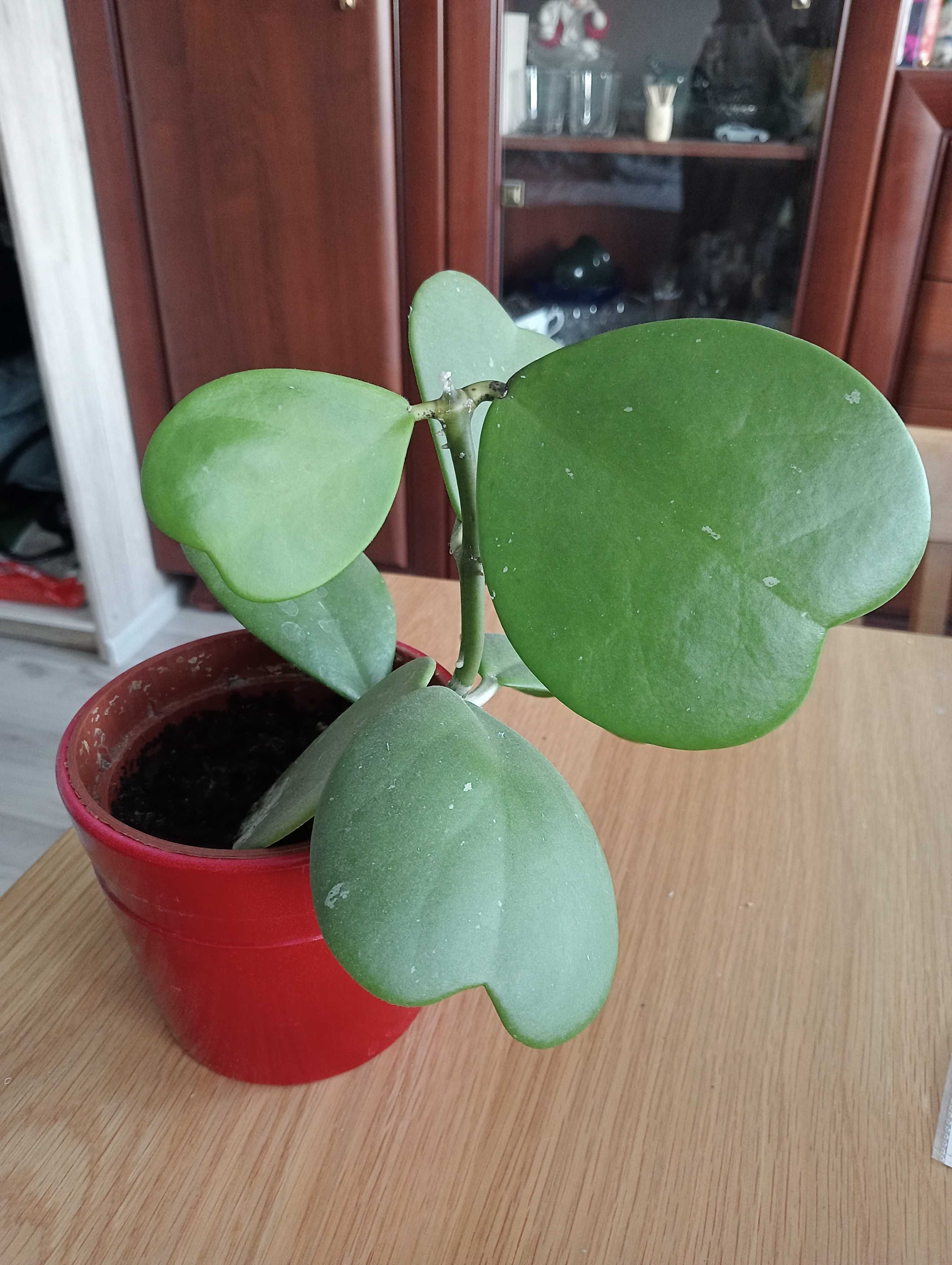 Hoya kerrii piękne serca